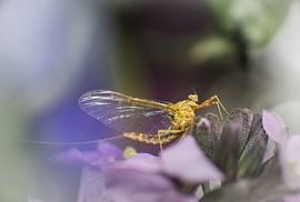 Eendagsvlieg met grijs-groene achtergrond by Johan Slagers