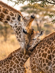 Giraffen verbondenheid in het avondlicht
