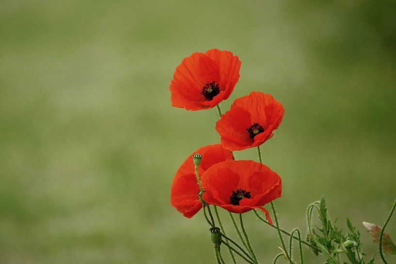 4 Rosen von Niek Traas