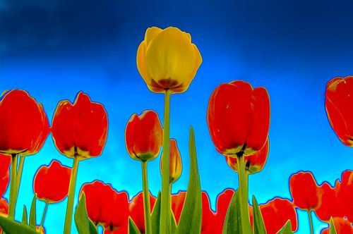 Gele Tulp tussen de Rode Tulpen