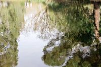 Reflectie van bomen in het water