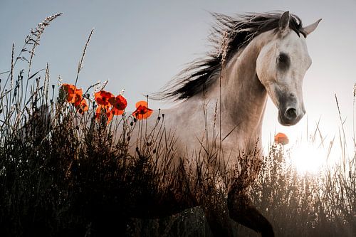 Cheval au galop dans les coquelicots et les lueurs du matin