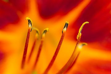 Candlelight - natuurfotografie van Qeimoy