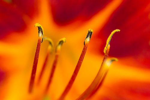 Candlelight - nature photography