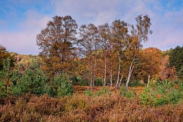 Brunssummerheide von Rob Boon