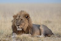 King of beasts, his majesty