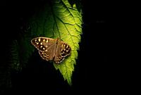 Butterfly in the light