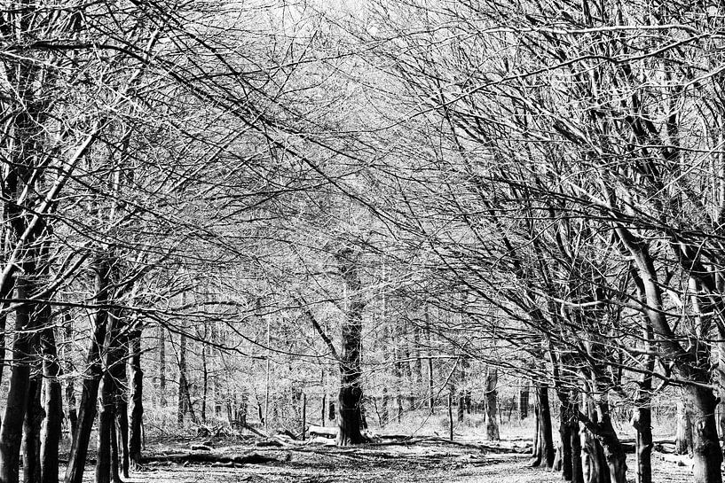 Vorfrühling von whmpictures .com