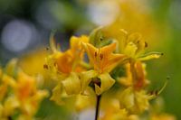 Les forces admirables de la nature