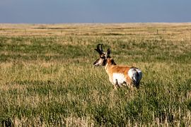 Pronghorn on the prairie
