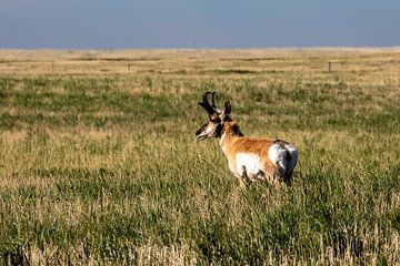 Pronghorn on the prairie by Roland Brack