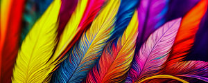 close up of colorful feathers illustration
