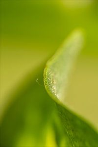 Eine kleine grüne Welt