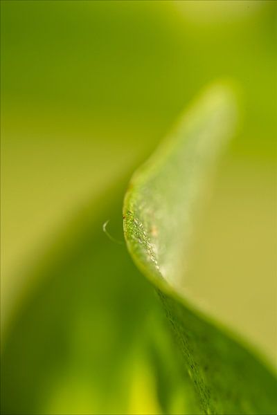 Eine kleine grüne Welt von Pieter van Roijen