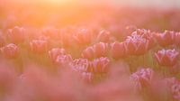 Soft tulips van Anita Meis thumbnail