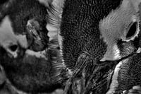 2 Magelhaen pinguins