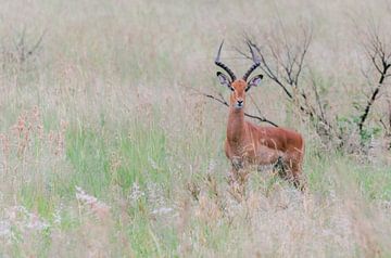 Orange brown antelope | Travel Photography | South Africa by Sanne Dost