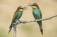 Couple of bee-eaters whistling at each other