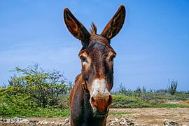 Esel aus der Nähe