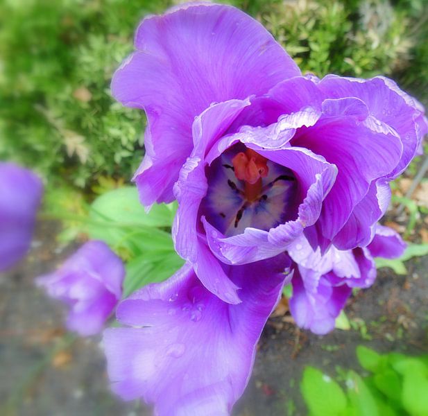 Tulp von Koos Iperen