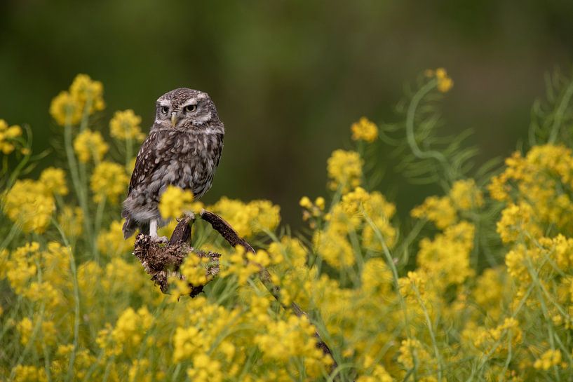Little owl in the middle of the oilseed rape by Samantha Rorijs