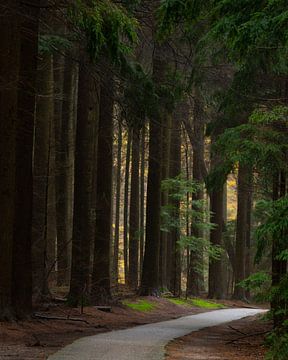 A mysterious path through the forest by Arno van der Poel