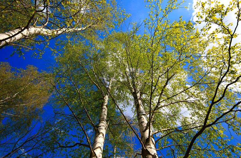 Birch Forest by Thomas Jäger