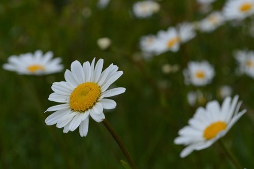 margrietjes