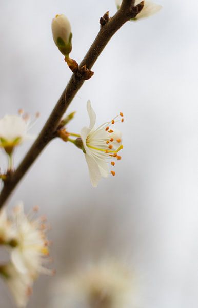Blossom, fleurs par Nynke Altenburg