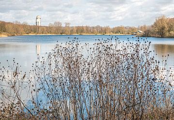 Kleine kaardebol planten op de voorgrond van een klein meer van Ruud Morijn