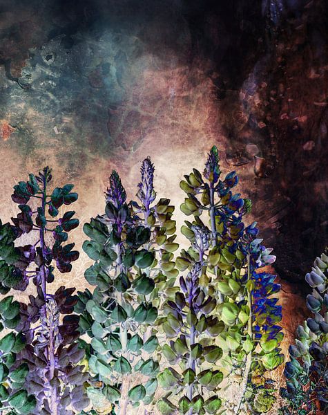 LUPINES MAGIQUES no2 par Pia Schneider