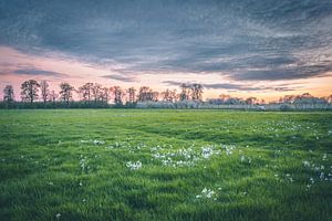 Spring meadow (Utrecht / Bunnik) von Alessia Peviani