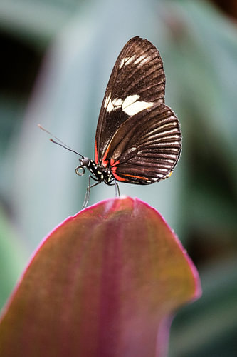 Passion flower butterfly
