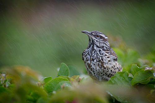 Cactus Wren