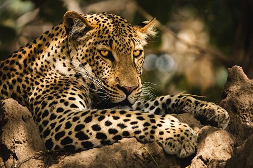 Devenir sur Dazmental