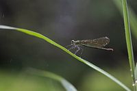 Demoiselle avec gouttelettes