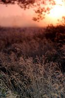 Vroege heide