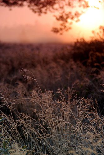Early heathland