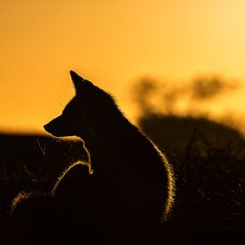 Un renard au crépuscule sur Ruud Bakker