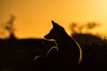 Ein Fuchs in der Abenddämmerung von Ruud Bakker