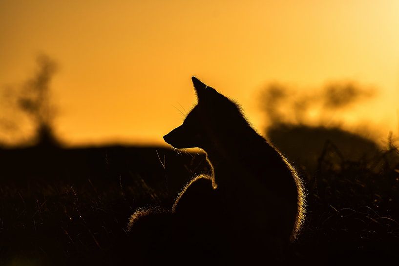 Ein Fuchs in der Abenddämmerung von Ruud Bakker