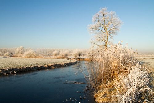 Bomen met rijp langs een dicht gevroren rivier