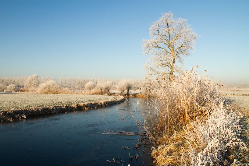 Bomen met rijp langs een dicht gevroren rivier van Paul Wendels