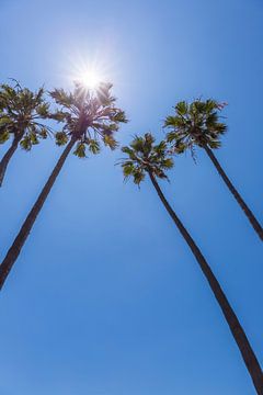 Palmbomen in de zon van Melanie Viola