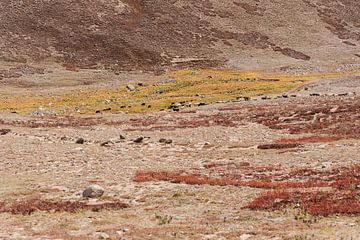 Leven op de Hoogvlakte: Herfsttafereel in Deosai National Park, Pakistan van Photolovers reisfotografie