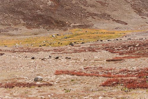 Leven op de Hoogvlakte: Herfsttafereel in Deosai National Park, Pakistan