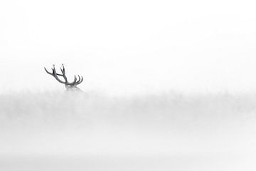 The Mystique of Antlers: A Silent Winter Dream by Alex Pansier