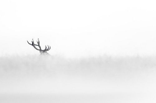 De Mystiek van het Gewei: Een Stille Winterdroom van Alex Pansier