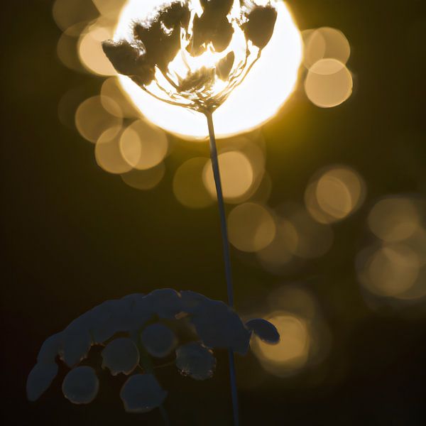 Field flower in backlight by Rick Groenewegen
