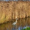 Reihervogel steht im Graben vor dem Schilf in der Natur auf dem Land. von Trinet Uzun